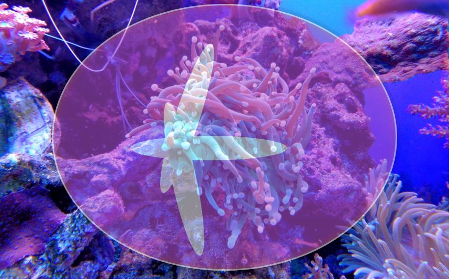海底珊瑚背景的js动态时钟特效
