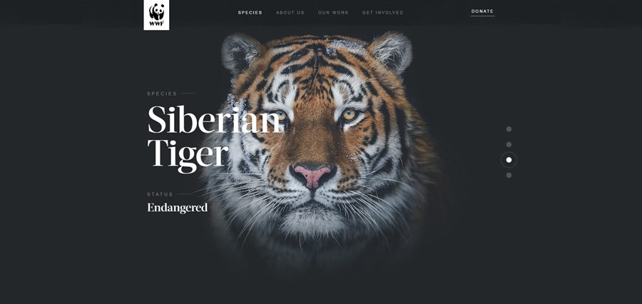 炫酷老虎等森林动物的WebGL全屏幻灯片滑块特效