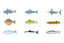 九种不同的鱼类插图矢量素材