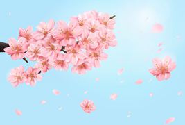一簇美丽的樱花和樱花花瓣矢量素材
